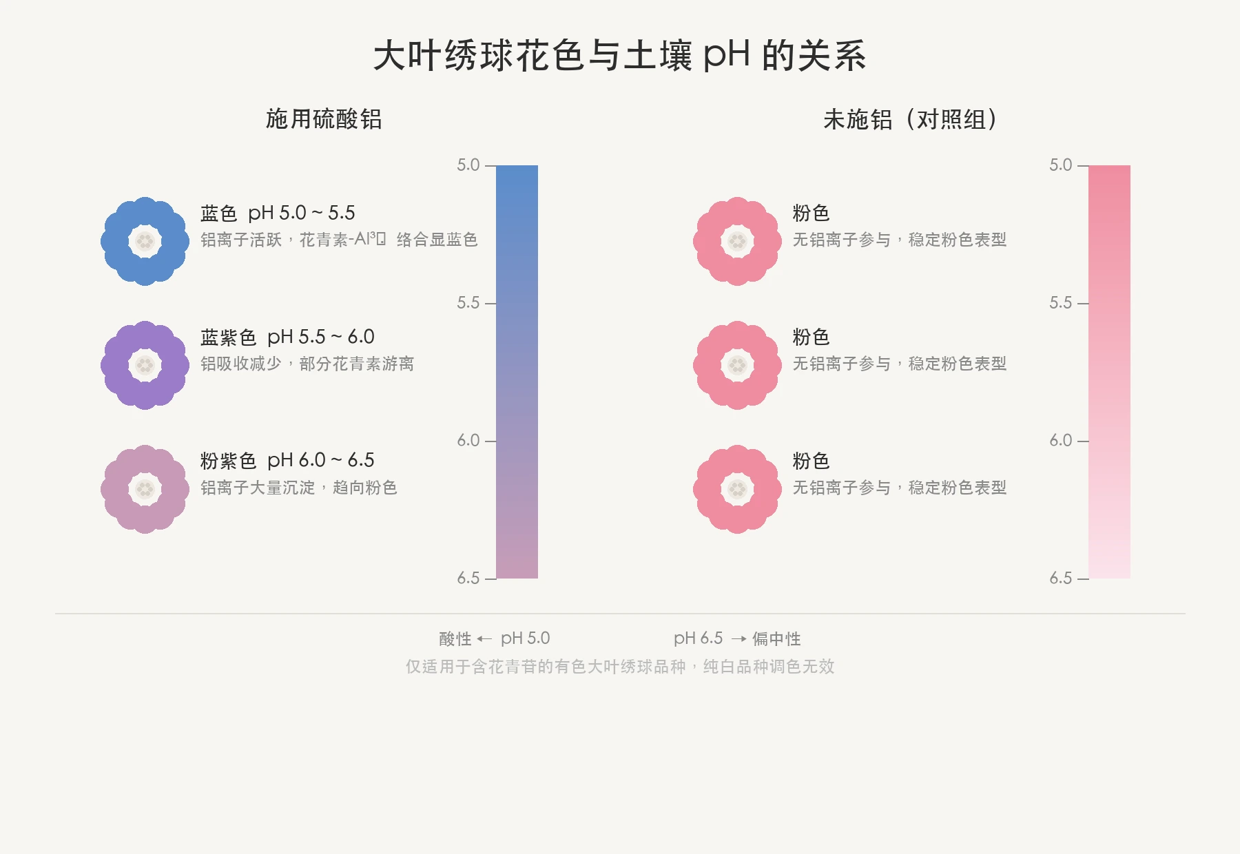大叶绣球花色与pH关系