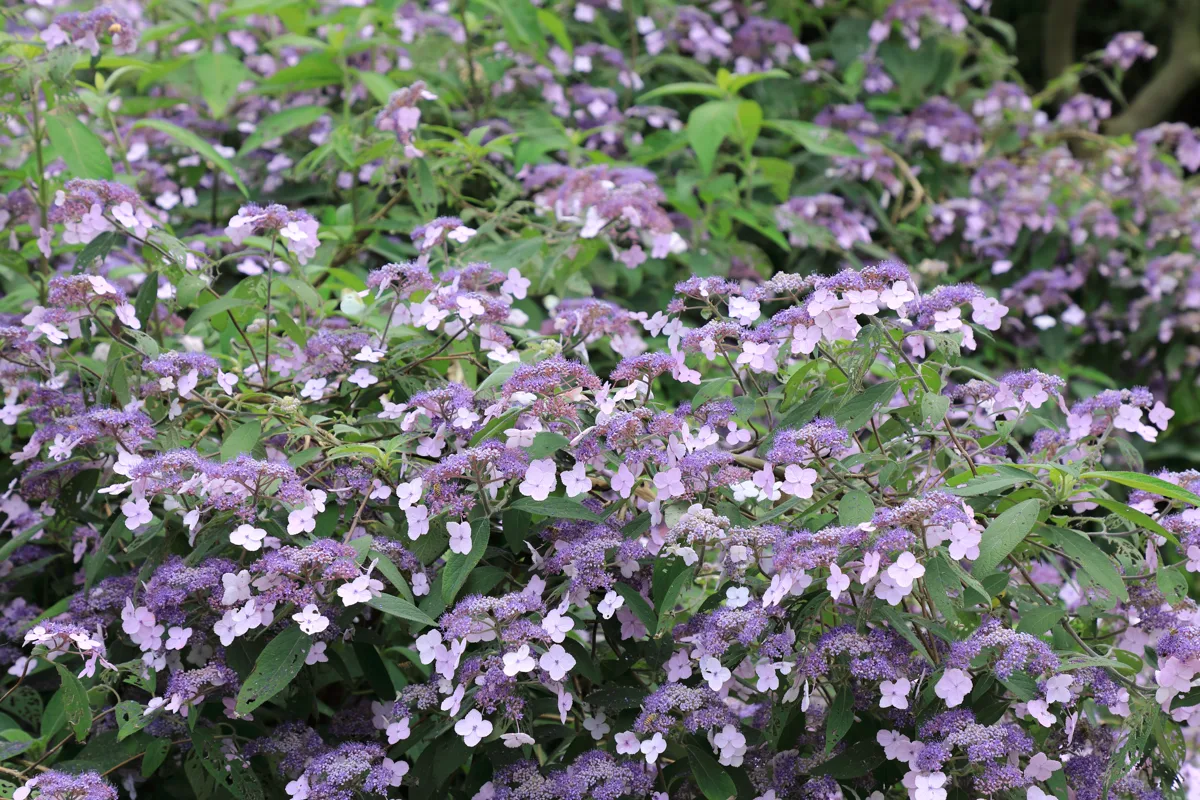 马桑绣球紫色花海