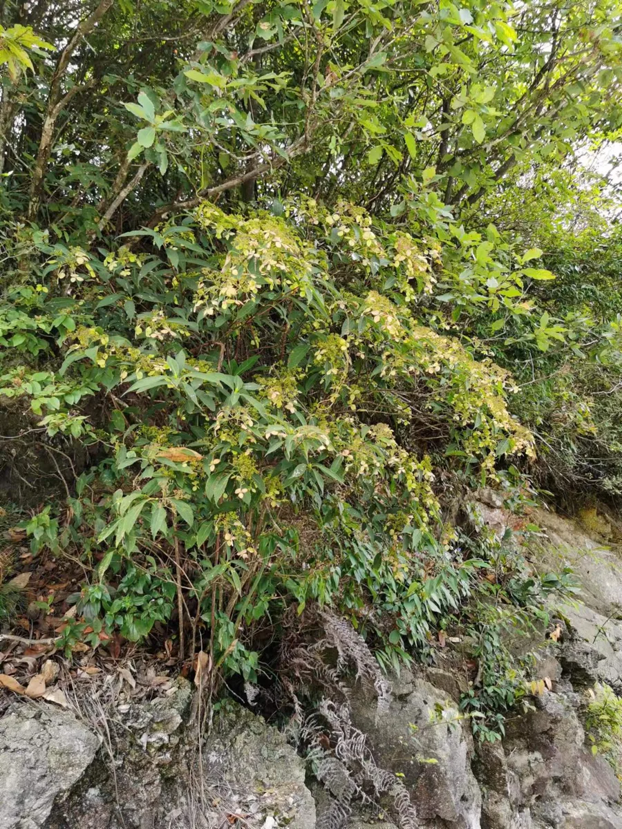 岩坡野生植被